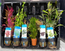 Mix aquarium planten